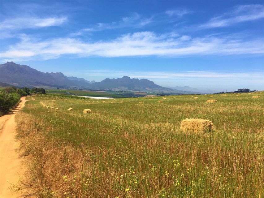Stellenbosch: Devon Valley Vineyards Bicycle Tour w. Lunch - The second estate and the boutique contrast