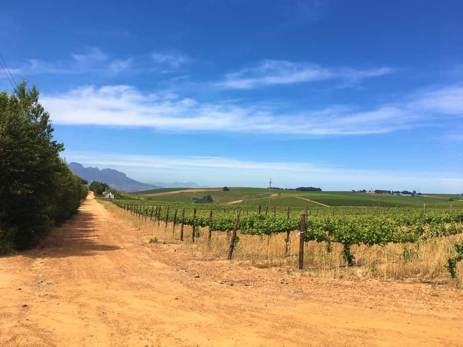 Stellenbosch: Devon Valley Vineyards Bicycle Tour w. Lunch - Lunch at Clos Malverne