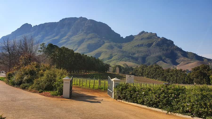 Stellenbosch: Guided Vineyard Hike and Wine Tasting - A Moderate Walk With Real Physical Demands