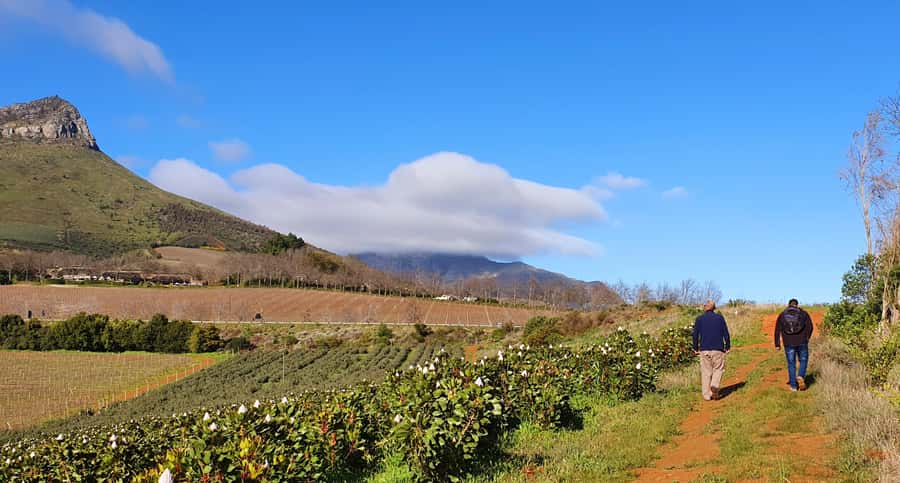 Stellenbosch: Guided Vineyard Hike and Wine Tasting - Two Estates, Two Chances to Taste Carefully