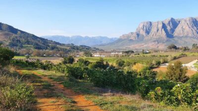 Guided Vineyard Hike and Wine Tasting