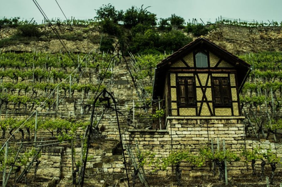 Stuttgart: Guided Vineyards Tour - Wine games that keep the group talking