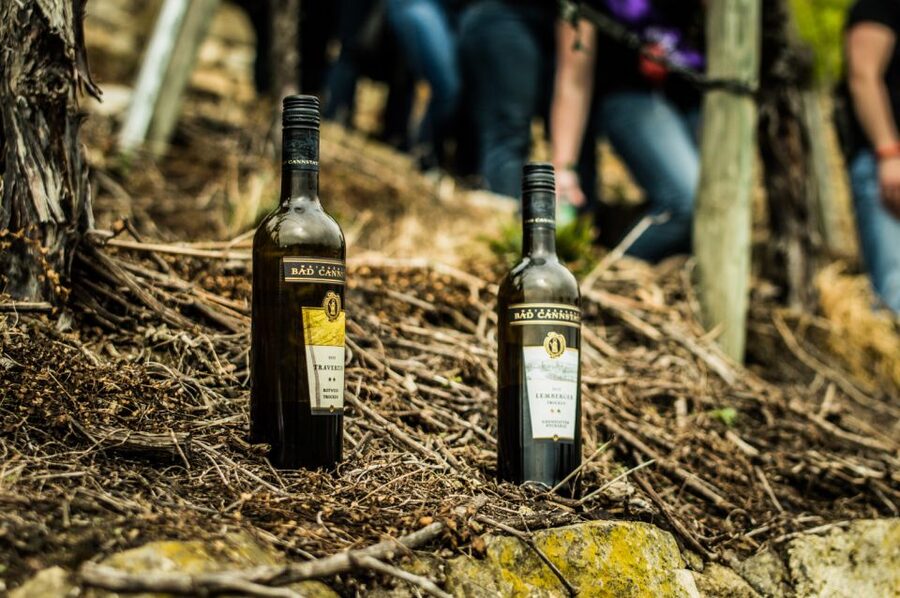 Stuttgart: Guided Vineyards Tour - Starting with Stuttgart’s steep vineyard slopes