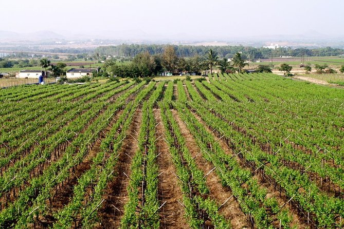 Sula Vineyards Day tour from either Mumbai OR Nashik - Leaving Mumbai for Nashik wine country