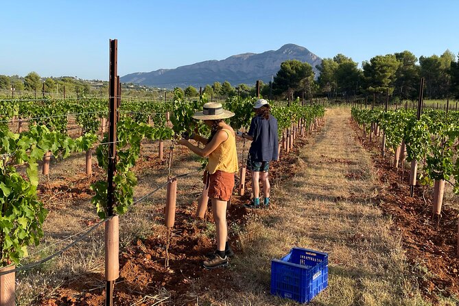 Sunset among Vineyards with Tasting in Alicante (min 6-12 people) - Who should book this vineyard visit