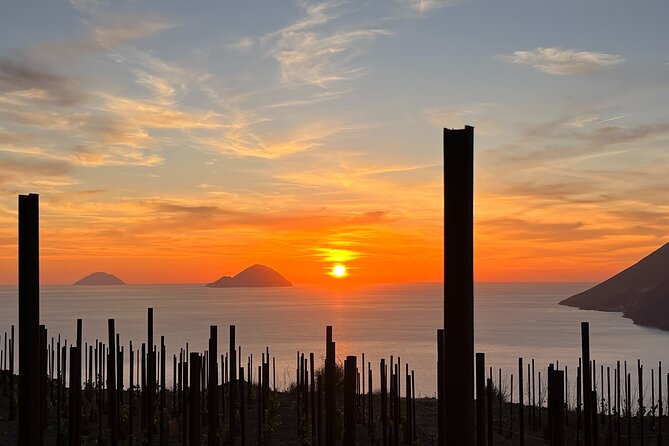 Sunset picnic in the vineyard - Key points to know before booking
