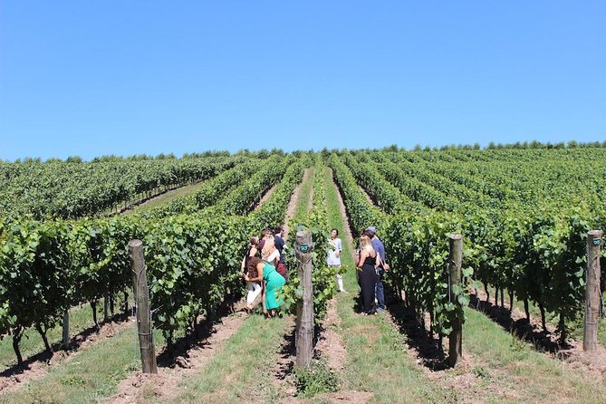 Sussex Vineyard & Winery Bus Tour on Iconic Vintage London Bus - Who will enjoy this Brighton wine tour