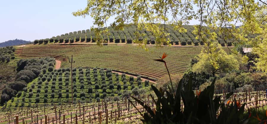 Table Mountain & Constantia Wine Estate Private Combo Tour - The Atlantic views at Maidens Cove