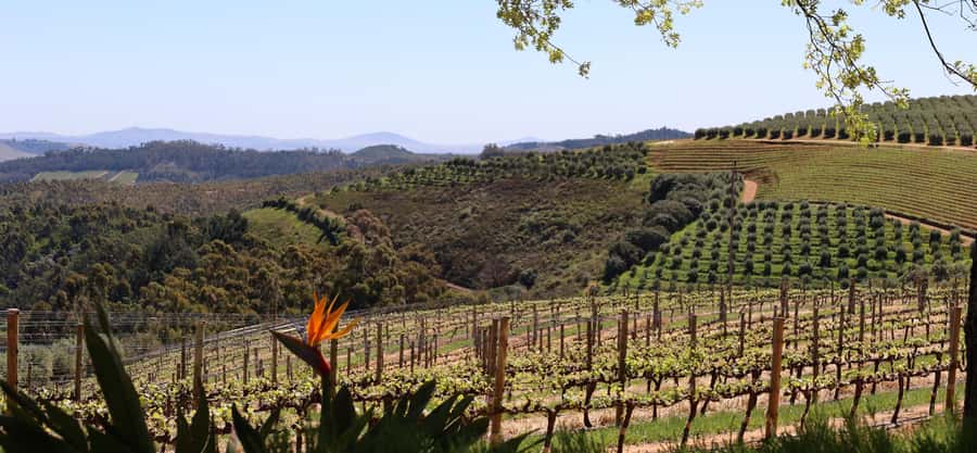 Table Mountain & Constantia Wine Estate Private Combo Tour - First tasting at Constantia Glen
