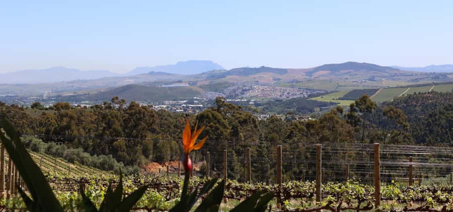 Table Mountain & Constantia Wine Estate Private Combo Tour - Lunch with a view at Beau Constantia