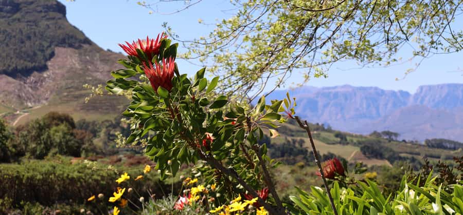 Table Mountain & Constantia Wine Estate Private Combo Tour - Finishing at Steenberg Estate