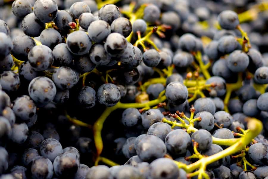 Table Mountain & Constantia Wine Estate Private Combo Tour - Who should book this day?
