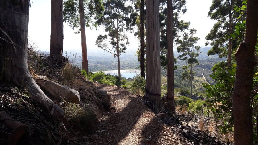 Table Mountain: Mountain Biking to Constantia Wine Estate - Newlands Forest brings the best mix of trail