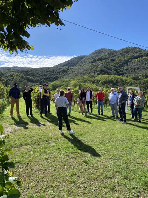 Tasting in a Tuscan Vineyard with transfer from Lucca - Should you book this Tuscan vineyard tasting?