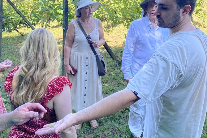 Tasting in a Tuscan Vineyard with transfer from Pisa - Key points at a glance