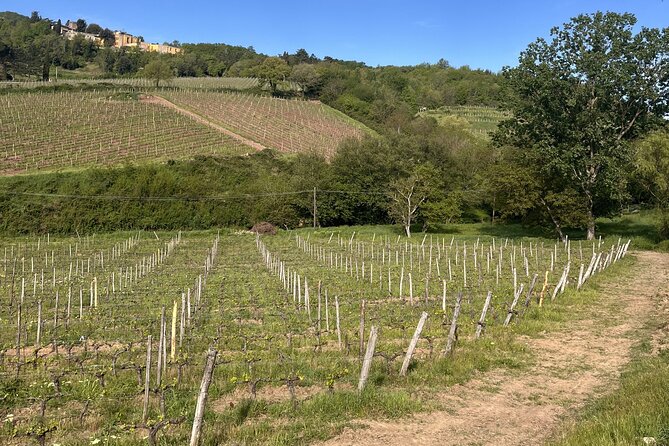 Tasting in a Tuscan Vineyard with transfer from Pisa - Timing, meeting point, and practical details