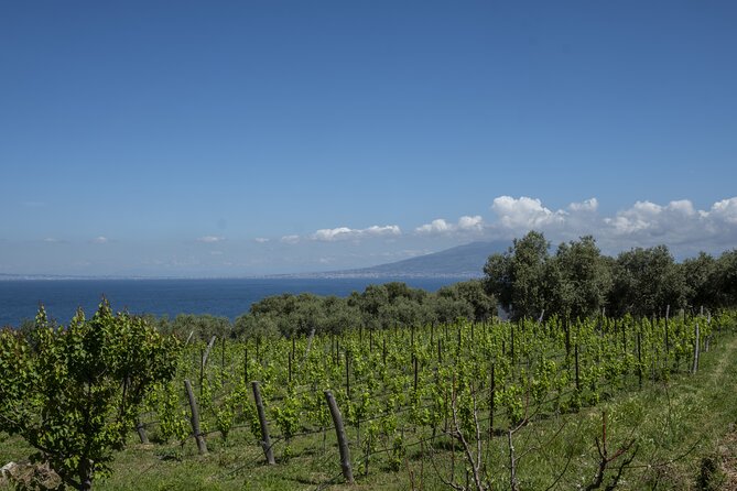 Tasting in the vineyard - From central Sorrento to the Capo di Sorrento estate