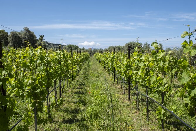 Tasting in the vineyard - Six De Angelis wines under the pergola