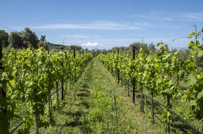 Tasting in the vineyard - Is $169.30 a fair price?