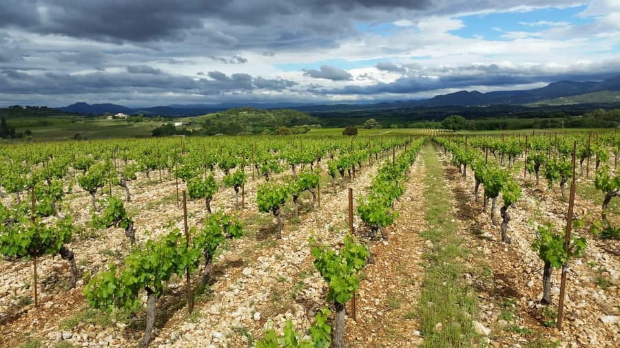 Tasting tour : The secrets of the vineyard Chateau Capion - Tasting five to 10 wines