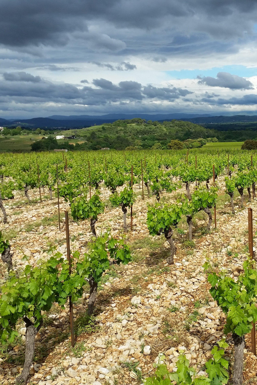 Tasting tour : The secrets of the vineyard Chateau Capion - The formal gardens and vineyard trail