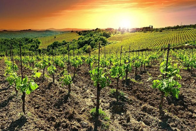 Temecula Wine Country Tour from San Diego - The behind-the-scenes winery visit