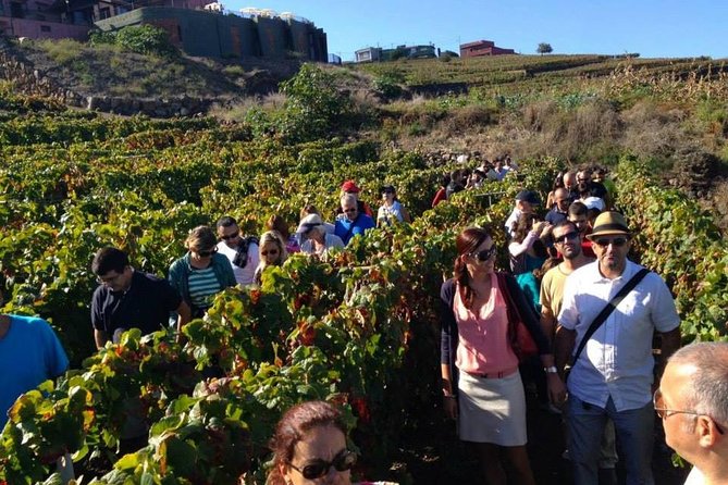 Tenerife Gastronomy Tour with Two Winery Visits and 4-Course Lunch - From the resort coast to La Laguna
