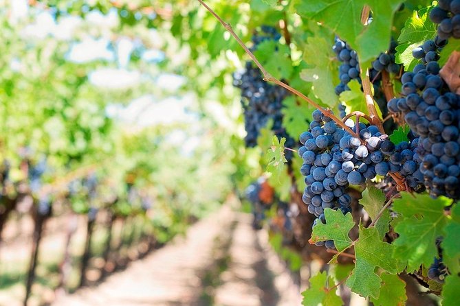 Tenerife Gastronomy Tour with Two Winery Visits and 4-Course Lunch - Casa del Vino and three Tenerife wines