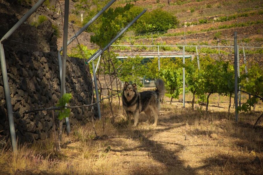 Tenerife: Tour of an Organic Vineyard with Tasting & Snacks - The vineyard walk through volcanic country