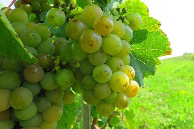 The wine route by bike - What the $114.39 price gets you