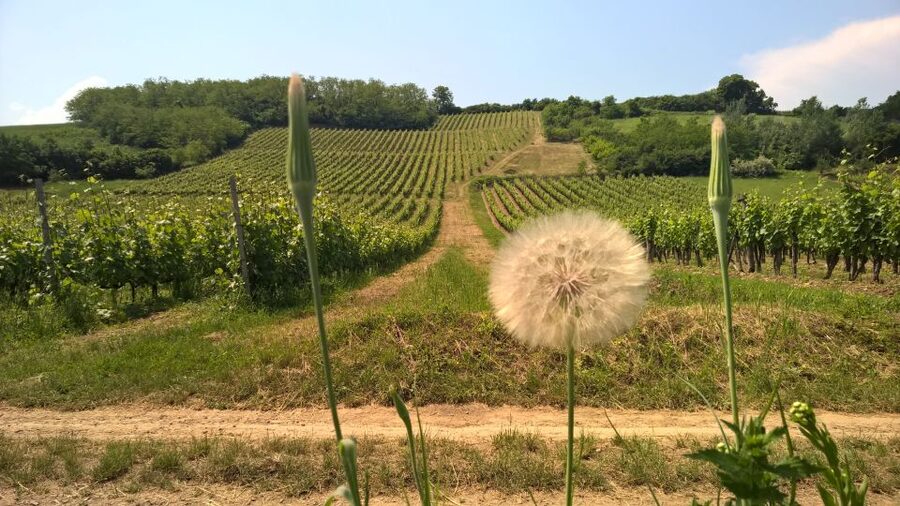 Tokaj: Vineyard Tour & Tasting - How the price of $92 works out