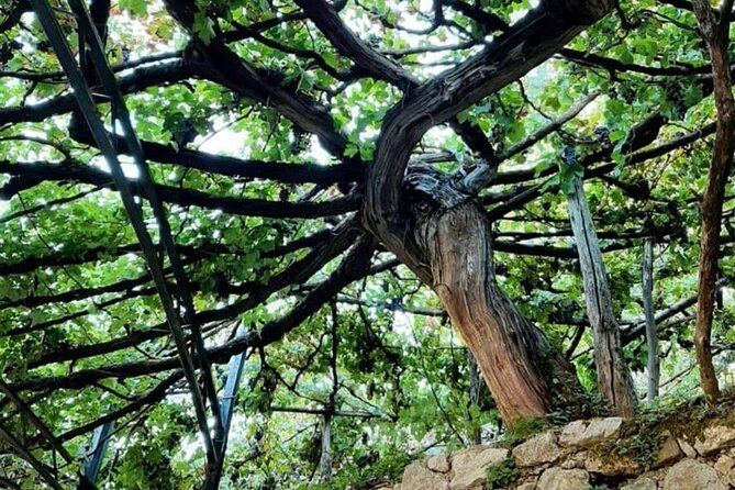 Tour from Napoli to pompei/ercolano: Luxury Tour, Secret Vineyard - Booking cautions worth knowing