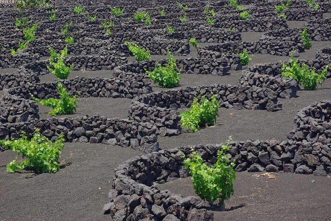 Tour Lanzarote South with Winery Visit - La Geria’s vineyards and the question of tasting