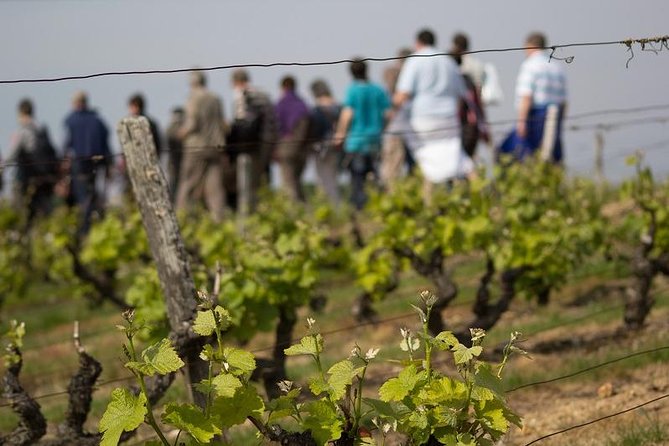 Tour of a Vineyard, Winery & Cellar with Wine Tasting in Vouvray, Loire Valley - A three-hour route from Vouvray vines to the cellar
