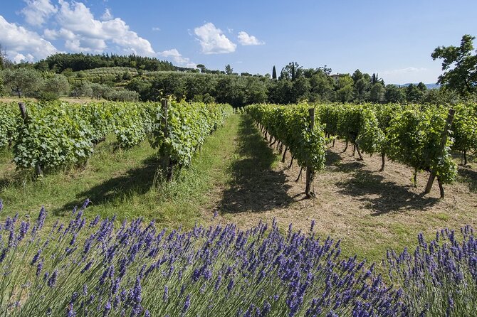 Tour through the vineyards and wine and olive oil tasting in Tuscany - Getting to Località Antria 38