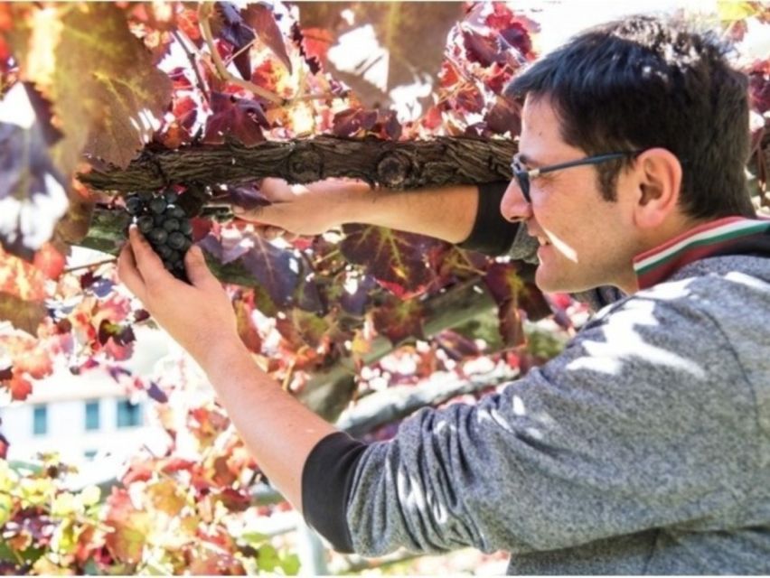 Tramonti: Vineyard & Winery Tour with Tasting & Appetizers - Walking to the old pergola vineyard