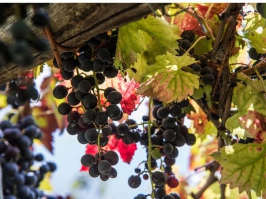 Tramonti: Vineyard & Winery Tour with Tasting & Appetizers - Practical planning for your three hours
