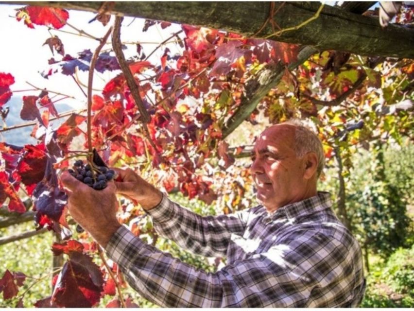 Tramonti: Vineyard & Winery Tour with Tasting & Appetizers - Should you book the Cantine Apicella tour?
