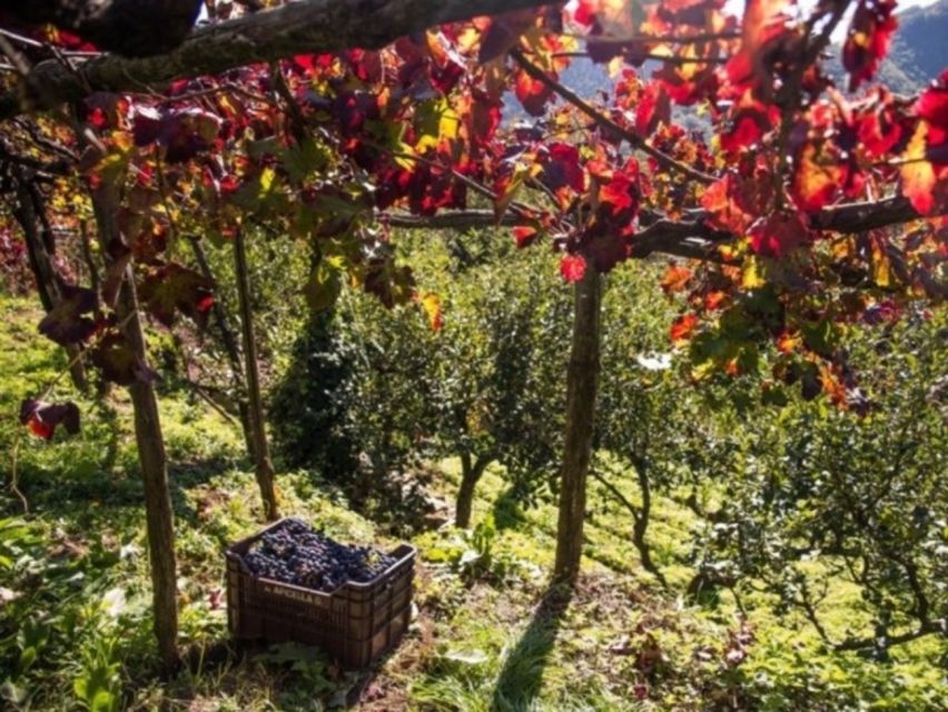 Tramonti: Vineyard & Winery Tour with Tasting & Appetizers - The Apicella family story from 1977