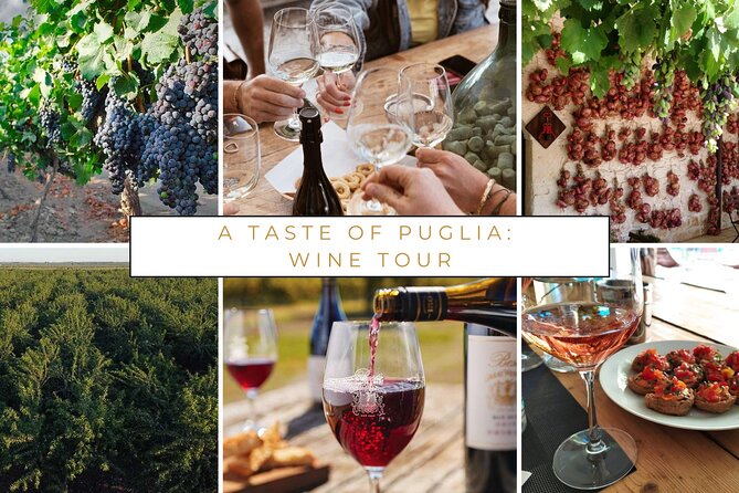 Trani: Wine tasting & Light Lunch in a Vineyard - Meeting the winemaker and the people behind the bottles