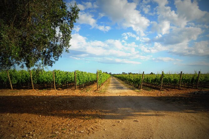 Trani: Wine tasting & Light Lunch in a Vineyard - Who will enjoy this wine outing most?