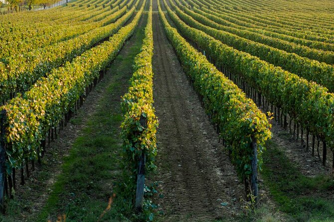 Trani: Wine tasting & Light Lunch in a Vineyard - The estate, chapel, vineyard, and cellar