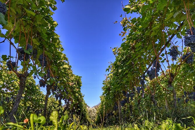 Trentino Wine Journey: Organic Vineyards & Local Delights - What the personal welcome adds