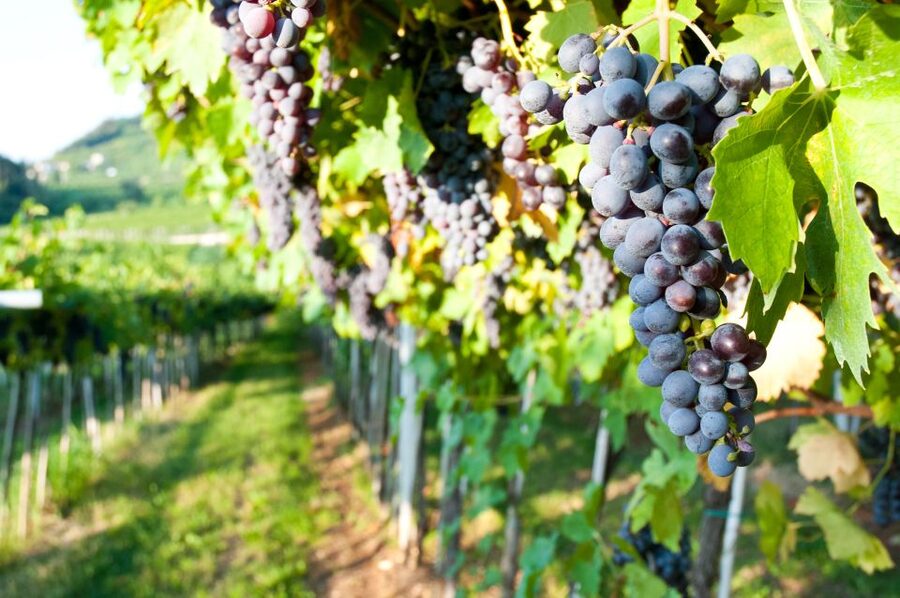 Turin: Private Barolo Wine Region Day Trip with Lunch - From Turin to Alba, the day starts in comfort