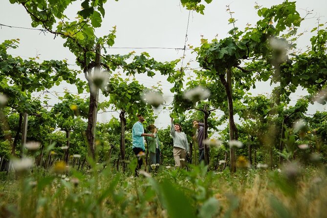 TXAKOLI vineyards HIKE, ZUMAIA and GETARIA - Private Outdoor & Gastronomic Tour - The coastal return through Zarautz and Orio