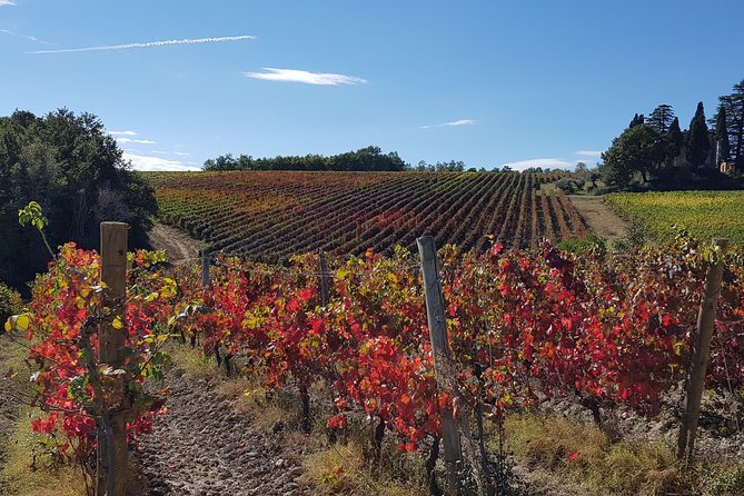 Umbria E-Bike & Wine Tour through Vineyards and Olive Groves - What the $205.16 price really covers