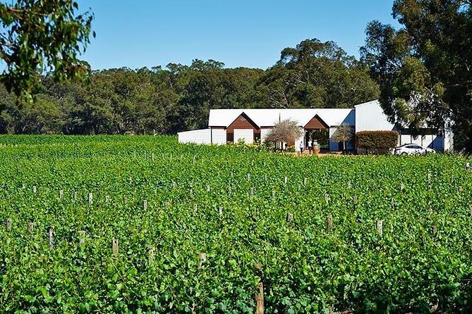 Upper Reach Winery: Swan Valley Winery and Vineyard Tour - Key points at a glance
