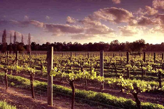 Upper Reach Winery: Swan Valley Winery and Vineyard Tour - Seeing how white and red wines are made