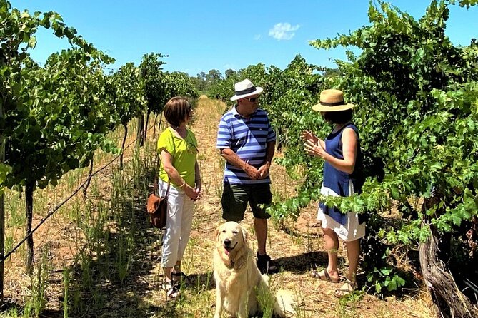 Upper Reach Winery: Swan Valley Winery and Vineyard Tour - Walking through the Swan Valley vineyard