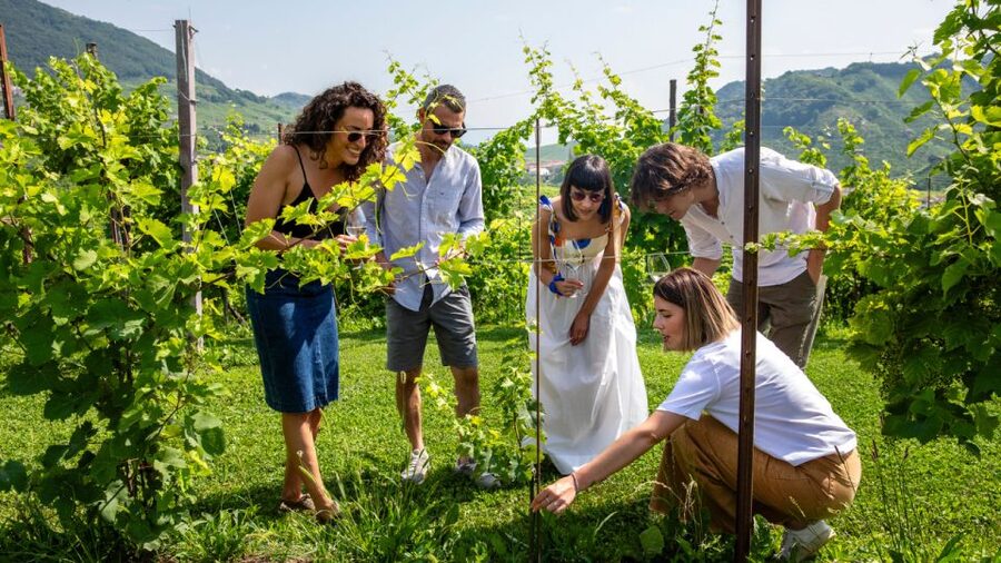 Valdobbiadene:Prosecco tasting,appetizers,winery & vineyard - Who should book this visit